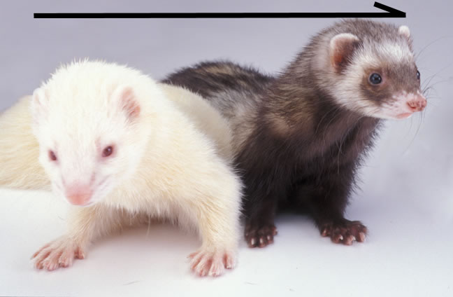 Vectorferrets